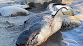 Idaho Officials Find Strange Shark on Riverbank in the Landlocked State