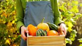 Que planter dans mon jardin au mois de novembre ?