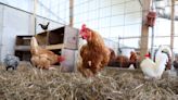 Fowl play? Kittery proposes rules on keeping of chickens, roosters, ducks, geese