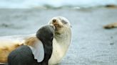 Fur seals are declining thanks to lack of food and climate change, study finds