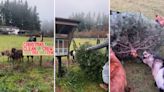 Farmer reveals perfect clean-up solution for dying Christmas trees: ‘They love to push their limits’