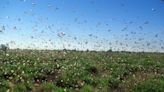 Northern California cities report unusual locust infestations