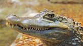 Etats-Unis : Le corps d’une femme retrouvée dans la gueule d’un alligator