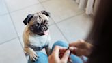 The Command a Pet Behaviorist Is Begging Dog Owners to Use