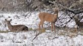 North Dakota deer licenses drop to lowest number in 8 years; available habitat remains a concern