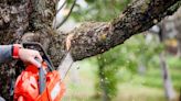 Can I be fined for trimming overhanging branches?