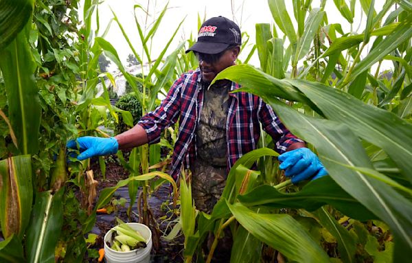 Refugees in New Hampshire turn to farming for an income and a taste of home