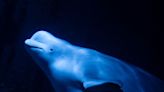 Two beluga whales evacuated from Ukraine arrive in Spain