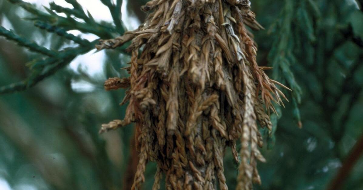 Master Gardener: Bagworms starting to become active; time to try and control them