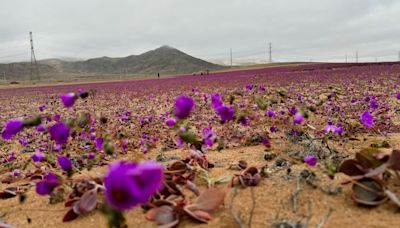 The driest desert on the planet is in bloom