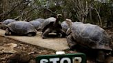 Proyectos de canje de deuda en Islas Galápagos podrían obtener aprobaciones a partir del próximo año: ministro