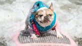 Canines Catch Waves At World Dog Surfing Championship Near San Francisco