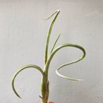 ￼空氣鳳梨 花中花  Tillandsia intermedia