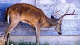Roadkill regulations: Proposed state laws target dead deer littering Missouri's highways
