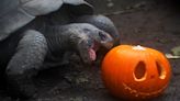 In Pictures: London Zoo animals celebrate Halloween with pumpkin treats