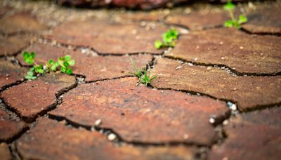 I’m a gardening expert, 65p hack will banish weeds from your drive overnight