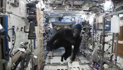 Fact Check: NASA Astronaut Allegedly Once Wore Gorilla Costume for Space Station Stunt. Here's the Wild Truth