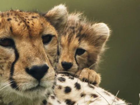 The Way of the Cheetah Streaming: Watch & Stream Online via Disney Plus