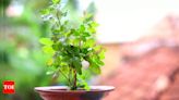 Planting Tulsi according to Vastu: Enhancing positive energy in your home - Times of India