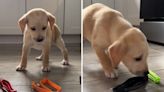 Adorable moment foster puppy tries to choose collar color: "indecisive"