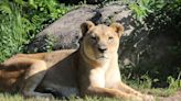 Kansas City Zoo announces death of 22-year-old lion, Nala