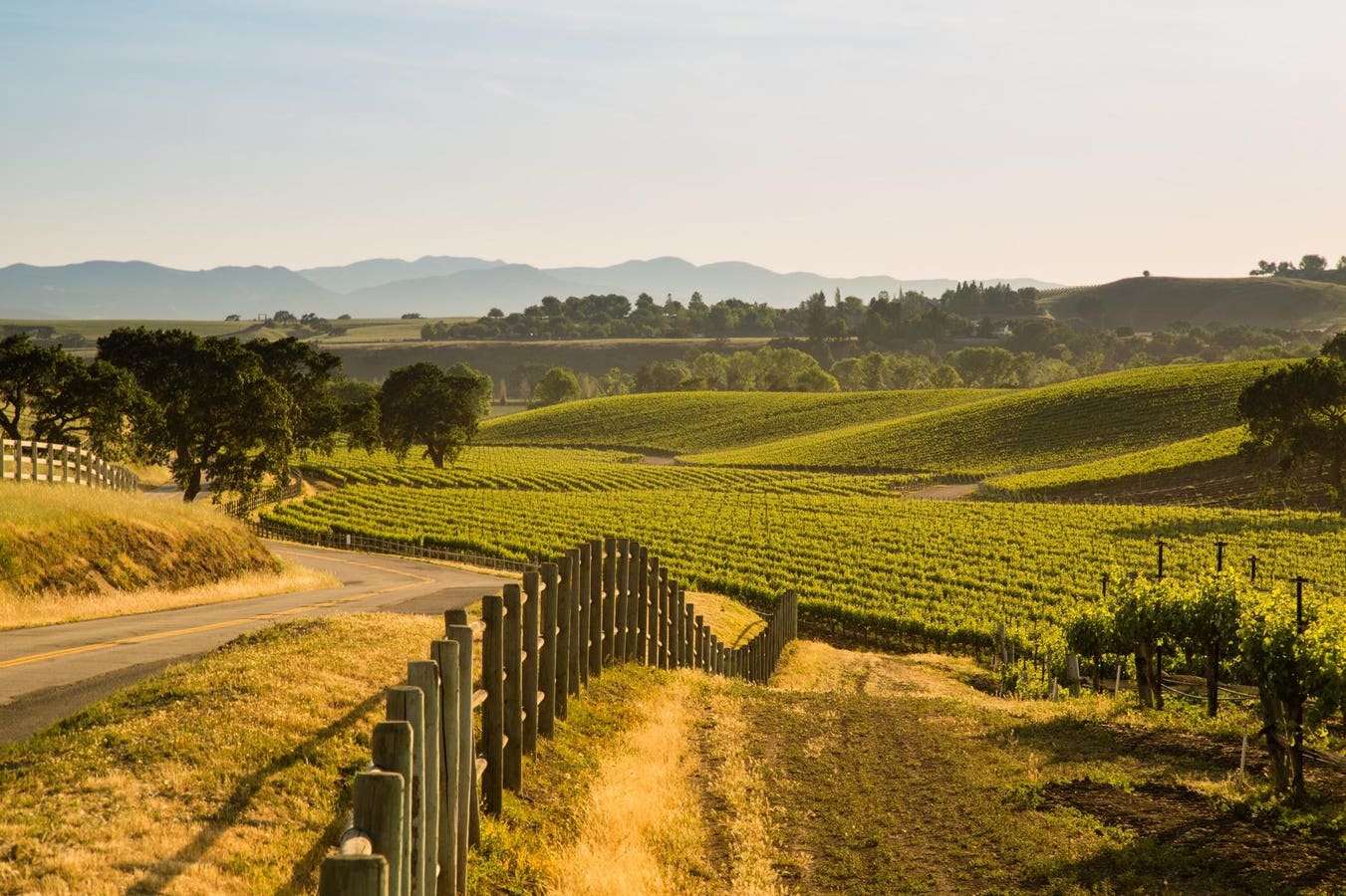 How Santa Ynez Valley Quietly Stole The Spotlight From California’s Prestige Wine Regions