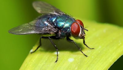 The two- ingredient mix I use to keep flies out of my home & I NEVER wear yellow