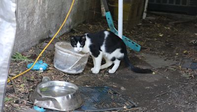 County cat rescues come to aid of feral colony living in Guelph's The Ward