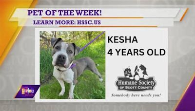 Pet of the Week | Kesha