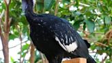 Where have guans gone? Providence zoo searches for missing birds.