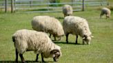 'Fun day for short money.' Taylor-Bray Farm festival has sheep herding, hayrides, more