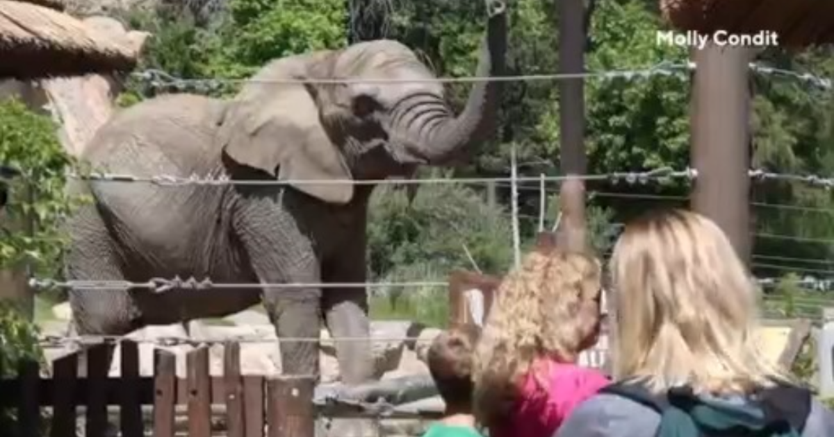 Lawsuit claiming wrongful imprisonment of elephants at Colorado zoo heading to state supreme court