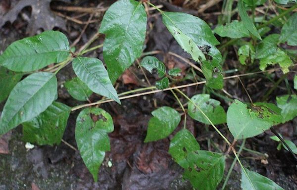 What does poison ivy look like? Here's a guide to help you spot poisonous plants