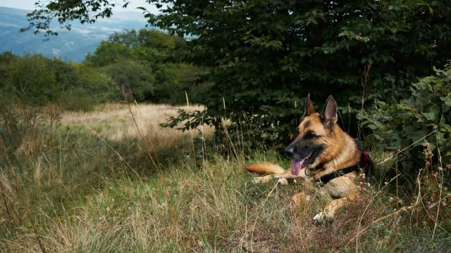 Dog With Zip Ties Around Mouth & Neck Found in California