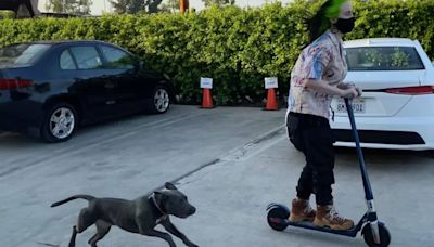 Billie Eilish y Shark: una conmovedora amistad nacida en tiempos de pandemia