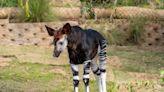 Okapi calf born at San Diego Zoo Safari Park