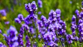 Four plants to grow with lavender for a healthier and more beautiful garden