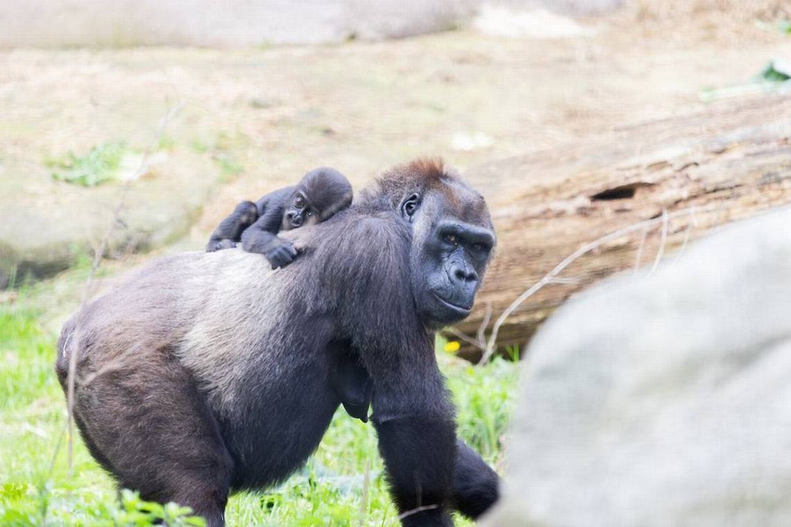 WATCH: Baby gorilla Jameela’s surrogate mom turns 50 at Cleveland Metroparks Zoo