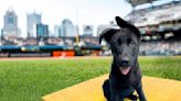 Newest Pirates' team dog scores official name