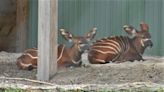 African Safari park holds Bongo bash