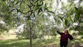 Invasive earleaf acacia tree spreading throughout Florida, threatens Everglades