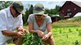 'Fool's errand for most': Why Vermont hemp farmers label state program 'complete failure'