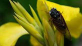 Rare blue-eyed cicada spotted at suburban Chicago arboretum