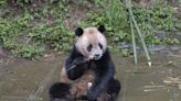 Pair of giant pandas from China arrive safely at San Diego Zoo