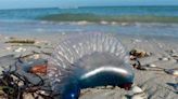 Alertan por medusa mortal en costas mexicanas