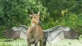 A photographer took a perfectly timed photo of a bird attacking a bull, creating a Pegasus-like optical illusion