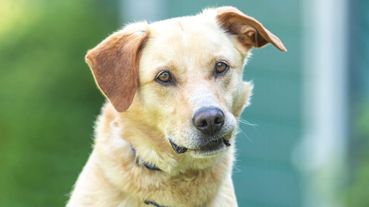 California Animal Control Officer's Meeting with Stray Golden Retriever Is Melting Hearts