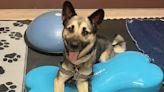 Alaska the German shepherd mix is sweet and petite. She’s looking for a loving home
