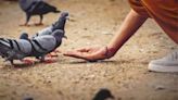 How Can Pigeon Droppings Cause Severe Damage To Your Lungs?