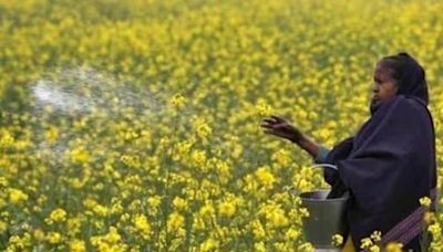 Split decision by SC on environmental release of GM mustard